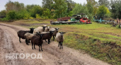 В Коми хотят разводить овец для борьбы с борщевиком